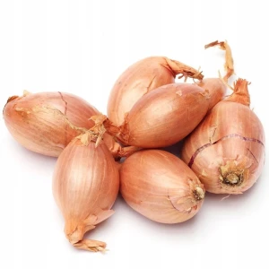 Cebula dymka Allium cepa Wolska 15-20mm 0,5kg