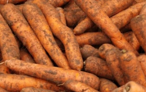 Marchew młoda nie myta Bio 1kg 
